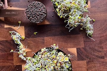 Broccoli sprouts in measuring cups on a wooden cutting board with seeds in a tablespoon
