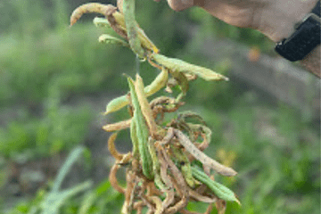 someone holding a string of dried green beans