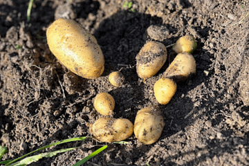 potatoes on the ground