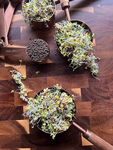 Broccoli Sprouts on a wooden cutting board in measuring cups with broccoli sprout seeds in a tablespoon
