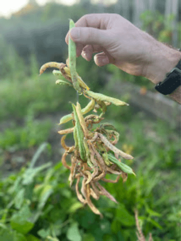 A Person holding a string of dried green beans in a garden