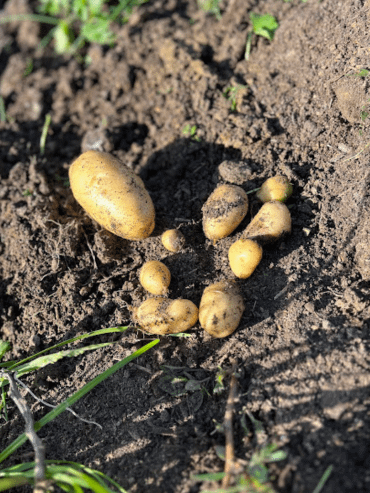 potatoes on the gounnd